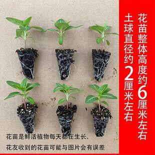 ��������Ѩ�P���L�����ױ��軨���L�̨ͥԺ�����_1�ļ���