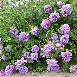 Blue Rainy Vine Rose Seedlings Bloom in Many Seasons and Are Suitable for Balcony Fences, Courtyard Climbing Vines, Flower Pots