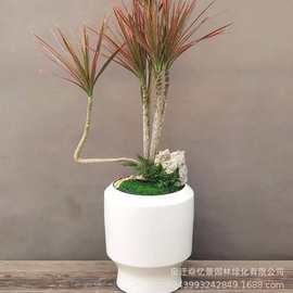 千年木室内大型真绿植马尾铁七彩铁落地植物客厅办公室龙血树盆栽