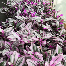 ���~����÷���m�Gֲ���Դ����҃�����͏d�^�~ֲ������ݶ�N���m