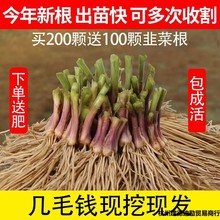 新韭菜根苗四季紫根宽叶现挖韭菜根大宽叶韭菜根根苗庭院阳台盆栽