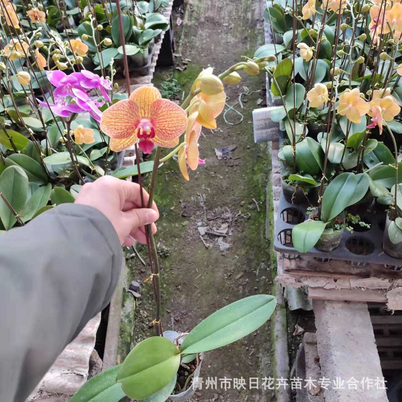 4db4f591d483f447457b40eca67896