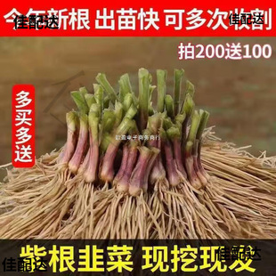 �����~С�~�²˸����¿�2024�����Ծ²��������r�²˸����~