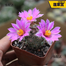 ���ֺ���������ϵ���ճ��������B����ϼ��M�϶�ë���ˉ�����