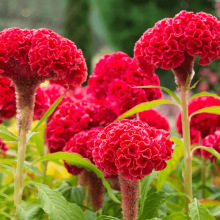 大花凤尾冠状鸡冠花花籽庭院花卉种子四季开花易活红色黄色种籽