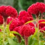 冠状四季大花庭院花籽
