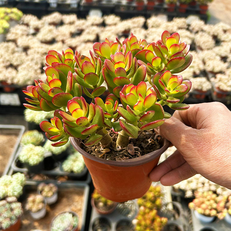 지홍화웨라오 더미 12cm+