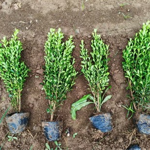 �����S��������ͥԺ�h���ļ���������С�~�S���繤�̾G����ľ