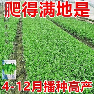 [Can Be Planted in All Seasons] New Chicken Feather Seeds That Are Easy to Germinate, High-Yielding and Heat-Resistant Balcony Potted Vegetable Seeds in All Seasons