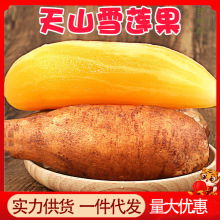 正宗云南天山雪莲果9斤整箱新鲜现挖当季孕妇水果10批发包邮5黄心