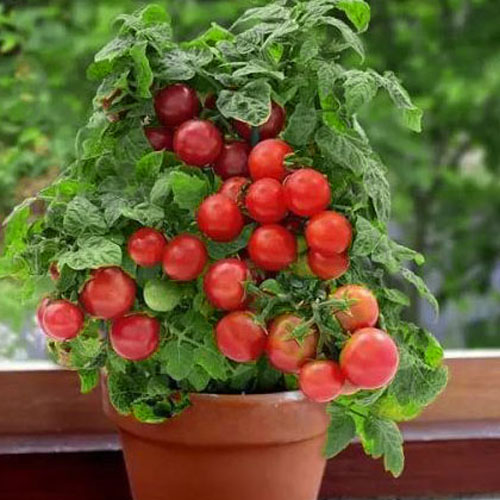 Semillas de rosas Flores en macetas en todas las estaciones Flores en macetas Plantas Flores en interiores y exteriores Semillas en macetas explosivas Balcón del patio