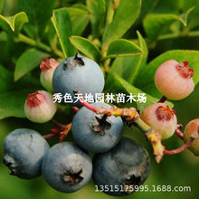 {ݮ{ݮԵ{÷䮔YϷľ{÷