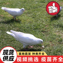 大量出售纯种白羽王鸽子 厂家批发肉鸽种鸽 卖鸽子 白羽王价格