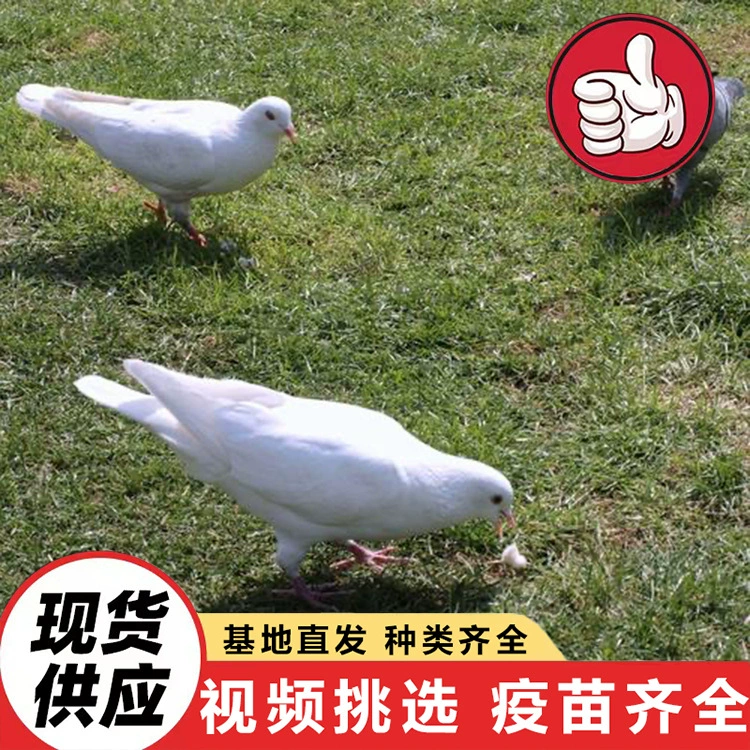 Оптовая продажа проекта кормления голубей на туристических достопримечательностях и в парках, кормление голубей на площади, продажа живых голубей.