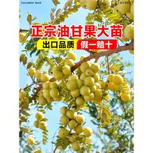 甜油甘果苗树余甘子树苗嫁接油甘果树盆栽四季结果油柑果苗出口苗
