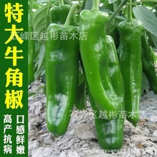 高产辣椒种四特大牛角椒种子 种籽青椒阳台庭院大果微辣蔬菜种子