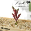 Mini Pepper Grass Velvet Purple (excluding pots)