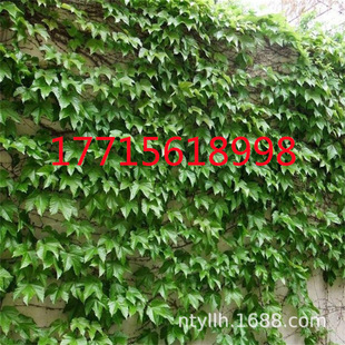 Ivy Climbing Vine Plant Saplings Wall Climbing Tiger Three-Leaf Five-Leaf Potted Large Seedlings All Year Round American Red Leaf Ivy Seedlings