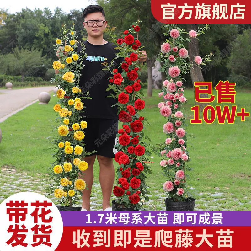 Плодородная роза, очень большая четырехсезонная цветущая плодородная роза, саженцы роз, плетущий двор, большой цветочный балкон, цветы Ши Хуа