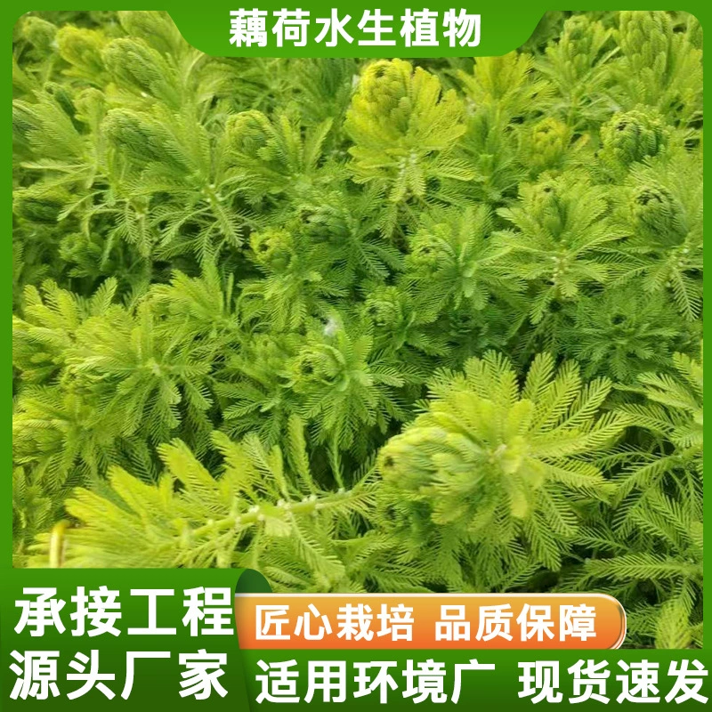 Водные растения, водоросли, подводные растения, микрорезные водоросли, очистка воды, проект по зеленению водоемов оптом