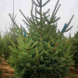 ˮɼ��ˮɼ���� �ɼ��ɼС�� ����ɼ��ɽɼ���� ͥԺ�G�����^��