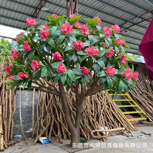 �����u������ �߷��u������������٘� ͥԺ�b��쾰�S��ֱ�N