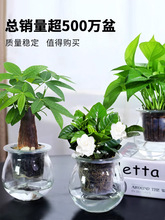 �G�}�d�ӻ��lؔ�䳣���������҃�ˮ��GɫСֲ������՚����ԾGֲ