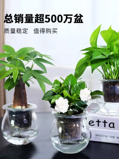 �G�}�d�ӻ��lؔ�䳣���������҃�ˮ��GɫСֲ������՚����ԾGֲ