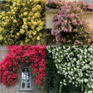 ���羳��؛���Sľ��N�Ӽtľ��N��ͥԺ�̨�ļ�����ֲ�ﻨ�ܷN��