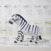 Beylum zebra