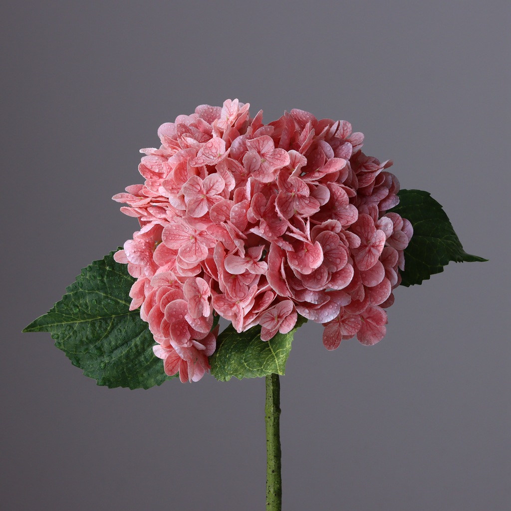 Rose Pêche