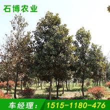 白玉兰红玉兰黄玉兰紫玉兰庭院工程绿化防护树可移植观叶花卉植物