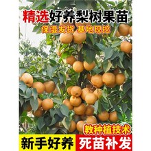 ����������޽�����������ͥԺ�����ش��ϱ��Nֲ�ͺ�����Y��