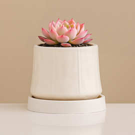 陶瓷花盆北欧家用简约ins风轻奢奶油风蝴蝶兰多肉绿植盆栽盆景盆