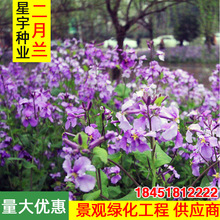 诸葛菜 诸葛菜品牌 图片 价格 诸葛菜批发 阿里巴巴 诸葛菜 诸葛菜品牌 图片 价格 诸葛菜批发 阿里巴巴