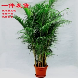 盆栽;灌木;乔木