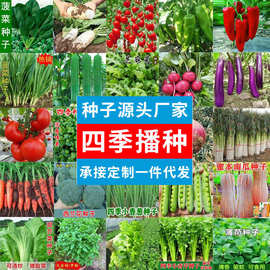 批发四季蔬菜种子大全室内外阳台庭院播种香菜生菜草莓辣椒菜种子