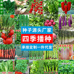 批发四季蔬菜种子大全室内外阳台庭院播种香菜生菜草莓辣椒菜种子
