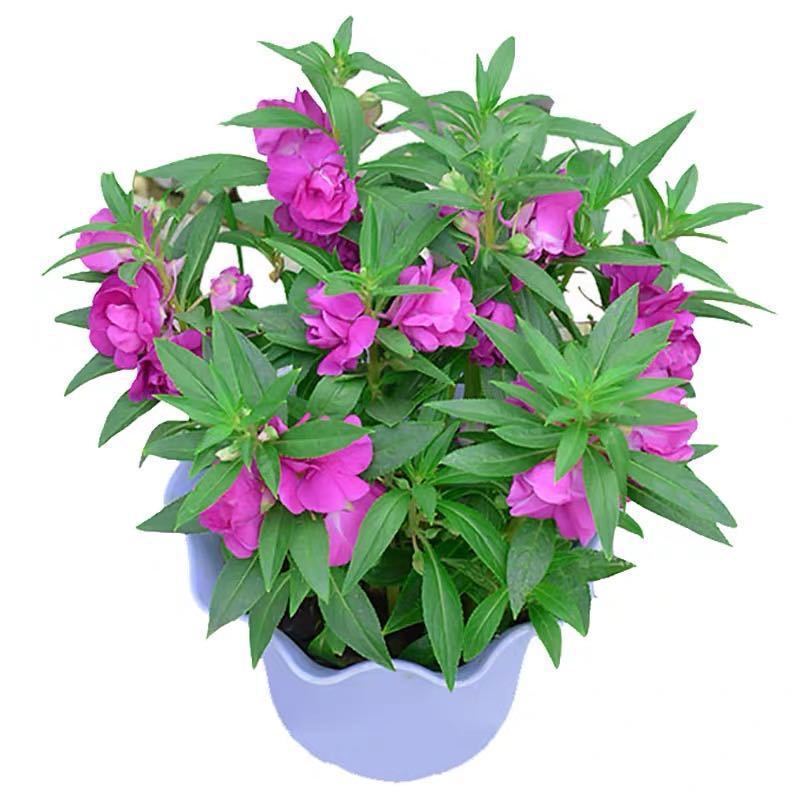 Double [Impatiens Seeds] Camellia Impatiens Henna Balcony Potted Flowers Plants Flower Seeds
