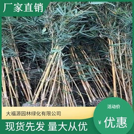 其他园林植物;水生植物;灌木
