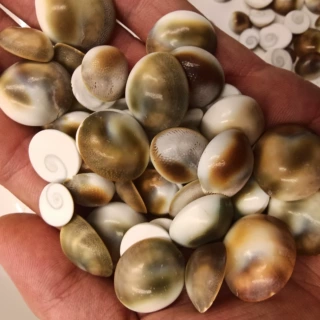 海底洋 精洗太阳石贝壳海螺称斤鱼缸画框漂流瓶装饰批发