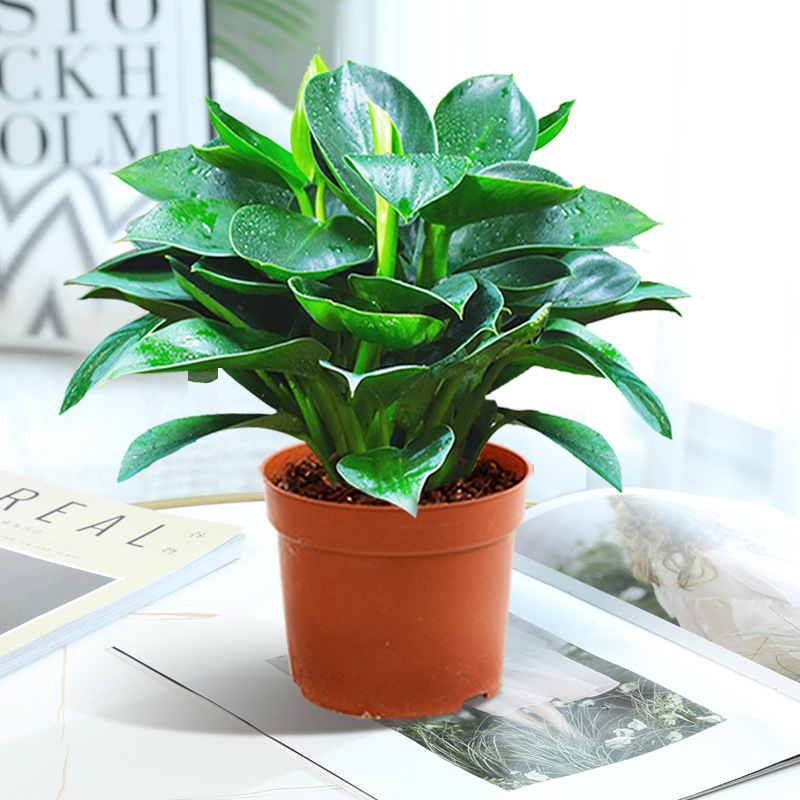 황금다이아몬드 3그루, 약 25cm(오리지널 흙냄비) + 영양액 [물/흙에서 재배 가능]