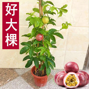 �����������һ̖�S����ޟo�ԝM�����u�����N��������Ԯ���Y��