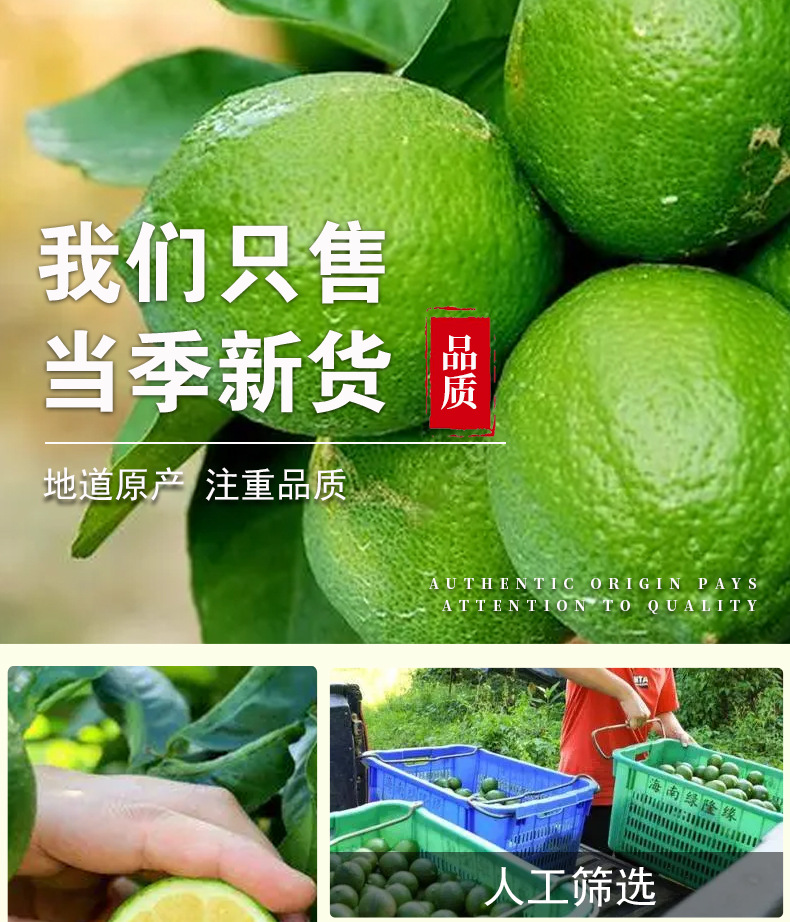 Freeze-Dried Green Lemon Slices (Citrus limon) — Aromatic Cold-Brew Fruit Tea, 500g Bulk specifications