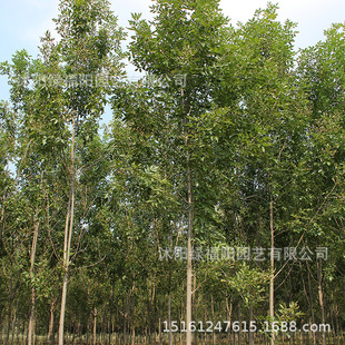 ��Ϟ���� ��ľ�Nֲ���� �G�����~��Ϟ�е��䅲�����D�������l