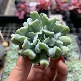 Teyulian 3-4cm Plug Seedlings Real Shot Succulent Plant Base Direct Sales Large Favorably