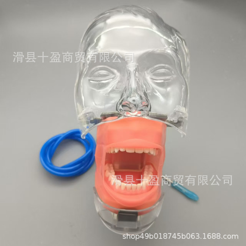 口腔シミュレーション練習頭型歯模型口腔歯科教育材料器械型歯模型練習型