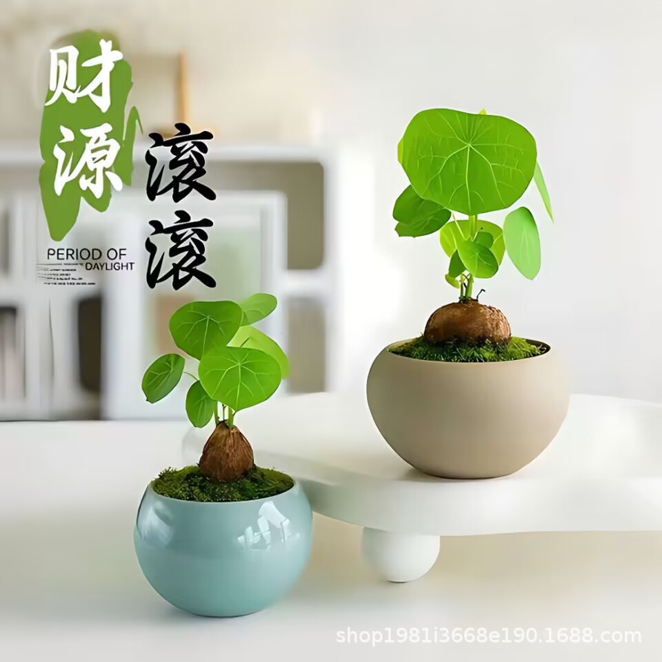 成品红藤圆叶山乌龟带叶爬藤植物种球室内办公室盆栽懒人花卉绿植