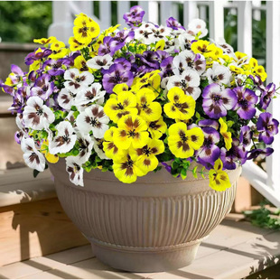 �羳���R�d���滨�ȼ�����ɫ�� �����m���� �����bٻ��쾰