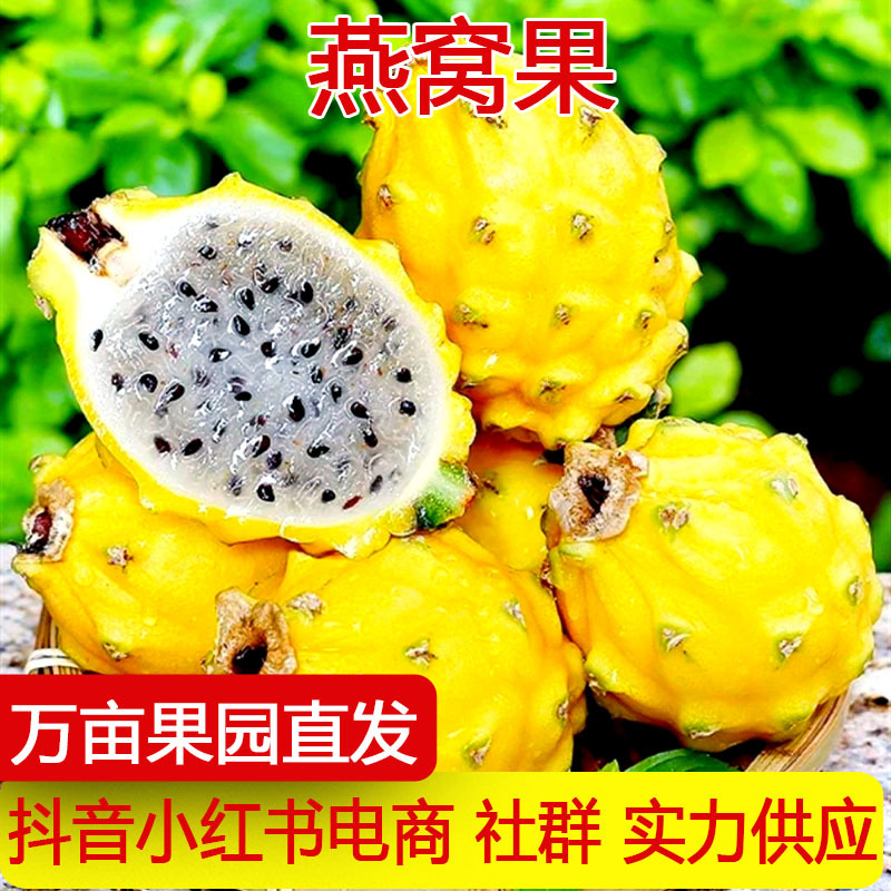 海南麒麟燕窝果新鲜当季黄皮白心火龙果热带特产水果一件代发